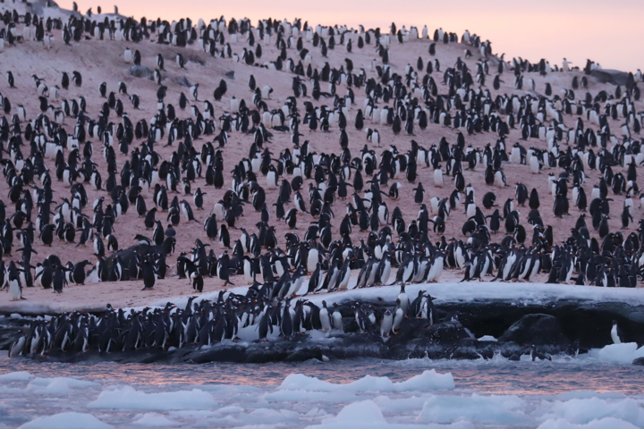 Возле украинской полярной станции собрались тысячи пингвинов (фото)