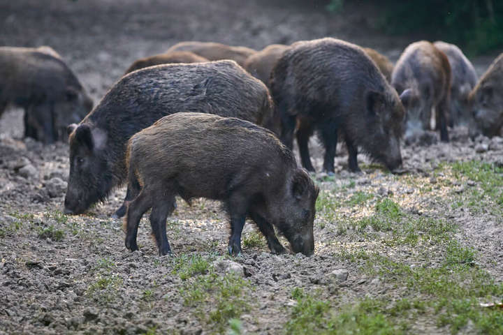 Дикі свині впливають на глобальне потепління сильніше за машини – вчені