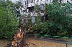 У Києві нічна гроза повалила дерево на багатоповерхівку (фото)