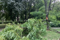  Hятувальники чотири рази виїжджали прибирати дерева з проїжджої частини у селищі Любашівка 