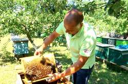 На Житомирщині розводять бджіл, які не жалять людей (фото)