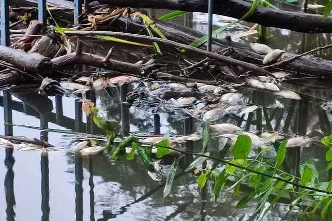 У столичному парку на ставках масово загинули птахи та риба (фото)