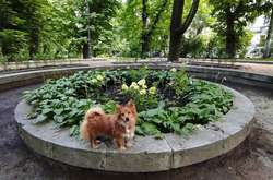 У Львові висадили фонтан із квітів (фото)