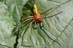 Павук «жовтий мішок» або Cheiracanthium punctorium входить до десятка найбільш небезпечних павуків світу