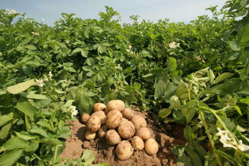 Фермери б'ють на сполох: картопля гниє прямо на полях