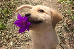 Эти четвероногие добытчики исправно снабжают своих хозяев всяким «добром». Курьезные фото