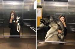 Когда взял домой пушистый комочек, а теперь ухаживаешь с шерстяным великаном. Курьезные фото