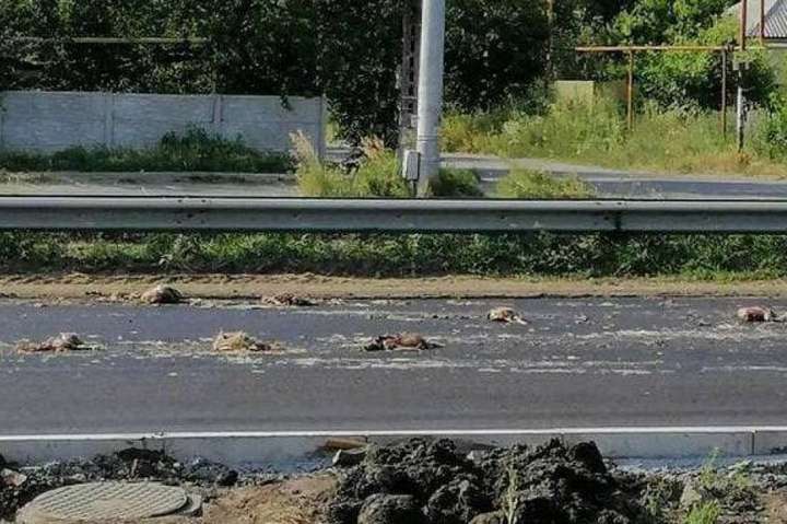 Мертві кури засмерділи трасу у Дніпропетровській області (фото)