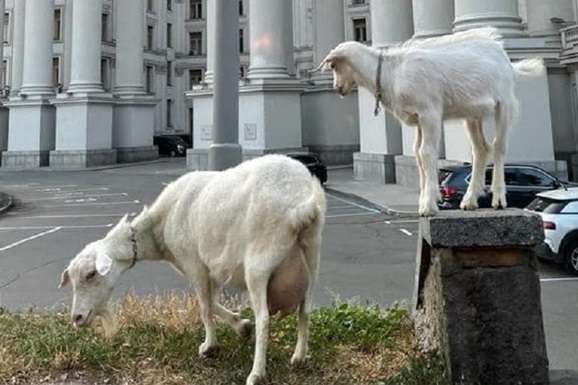 До Міністерства закордонних справ прийшли кози: фотофакт 