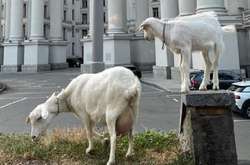 До Міністерства закордонних справ прийшли кози: фотофакт 