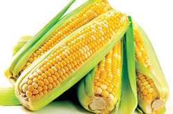 Специалист рассказал, сколько ГМО в украинской кукурузе с рынка и супермаркета