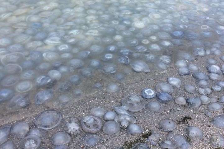 Чому сталося нашестя медуз в Азовському морі: думка еколога