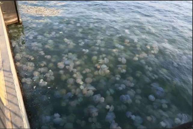 На пляжах Азову поменшало медуз: допоміг шторм (відео)