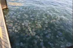 На пляжах Азова стало меньше медуз: помог шторм (видео)