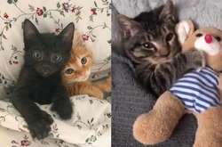 Эти сладко спящие котики заставят вас забыть обо всем плохом. Курьезные фото