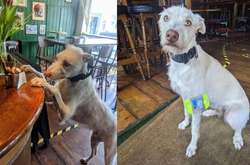 Уличный пес получил работу в пабе и стал любимцем всех посетителей (фото)