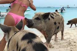 Эти питомцы показали людям свою зловредную сущность, но все равно остаются милашками (фото)