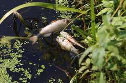 На Київщині у двох річках виявлено масову загибель риби (фото)