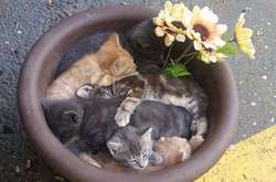 Курьезные фото, которые показывают, что домашние питомцы могут уснуть мгновенно и где угодно