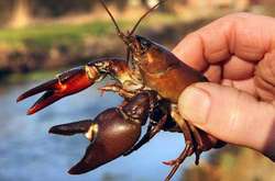 З 1 серпня на Київщині заборонено ловити раків