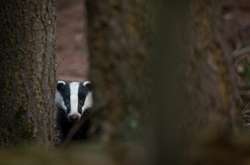 В Британии барсуки захватили кладбище и раскопали могилы