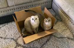 Как поймать котика в нехитрую ловушку, ничего не делая. Подборка курьезных фото