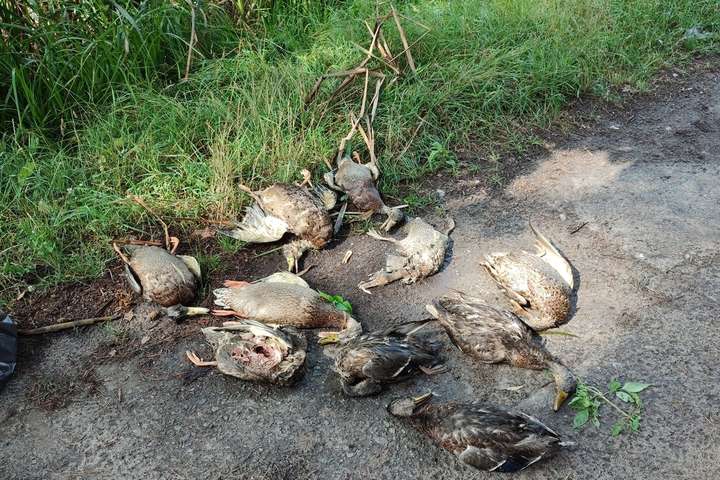 Розтин птахів, що загинули на київських ставках, показав вміст ртуті