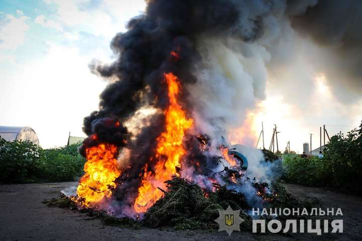 Правоохоронці спалили рекордний урожай конопель на 300 млн (фото, відео)