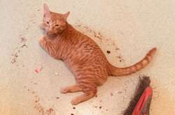 У домашних питомцев есть своя логика и постичь ее зверски трудно. Курьезные фото