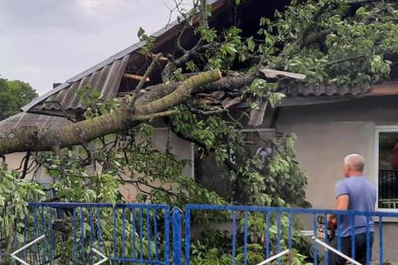 На Тернопільщині через негоду дерево впало на школу (фото)