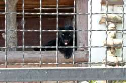 Напад пантери на чоловіка під Полтавою: поліція відкрила впровадження