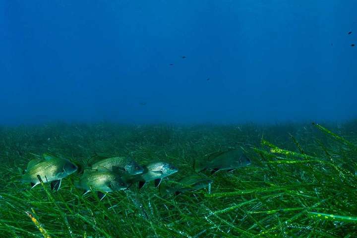 Вчені довели, що морські водорості страждають від шуму, спричиненого людьми