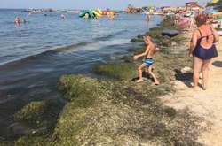  Після нашестя медуз на пляжі Азовського моря викинуло тонни водорості камки (фото, відео)
