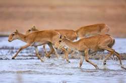 У Росії дозволили полювати на червонокнижних тварин