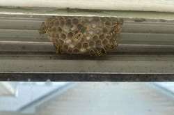 Когда природа вторглась на территорию человека и начала устанавливать там свои порядки