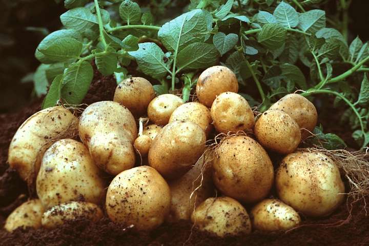 Через аномальну погоду картопля може бути «золотою»: які ціни прогнозують на осінь