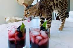 Эти котики не стесняются всем демонстрировать свою эмоциональность. Курьезные фото