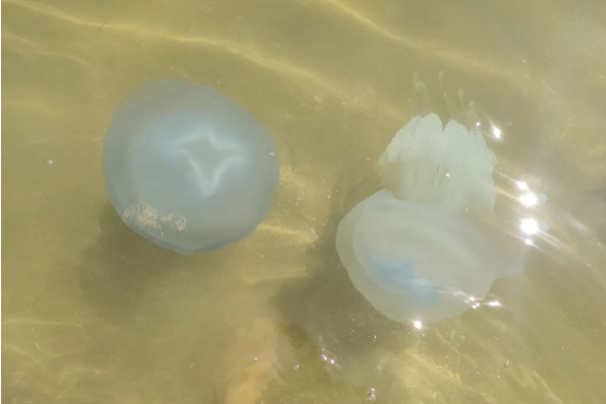 Трикілограмові медузи панують на березі Азовського моря (фото)