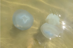 Трикілограмові медузи панують на березі Азовського моря (фото)