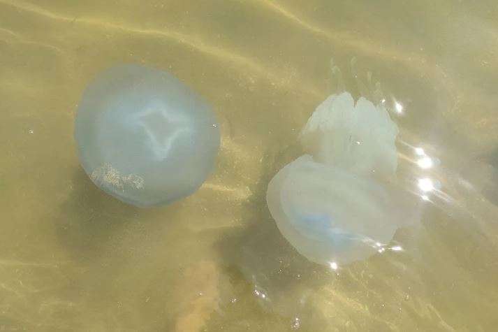 Трехкилограммовые медузы атаковали берег Азовского моря (фото)