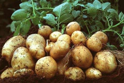 Из-за аномальной погоды картофель может быть «золотым»: какие цены прогнозируют на осень