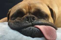 Эти забавные собачки дарят смех и веселье даже во сне. Курьезные фото