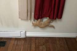 Когда домашние котики не дают людям расслабиться в собственном доме. Курьезные фото