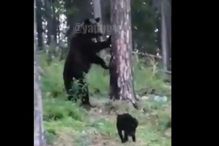 Як кіт Вася дав гідну відсіч дикому ведмедю (відео)