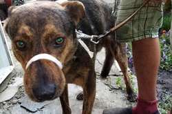 У Запоріжжі бездомні собаки загризли жінку 