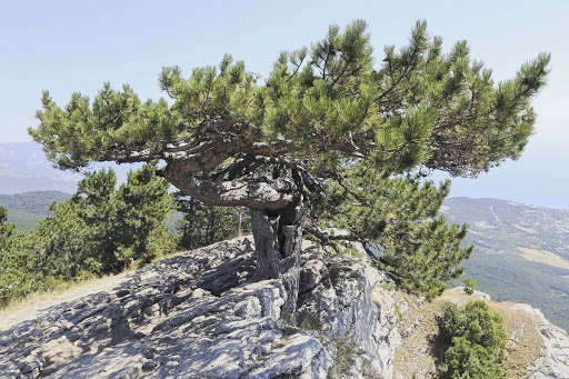 Окупанти в Криму хочуть вирубати тисячі рідкісних дерев заради дороги