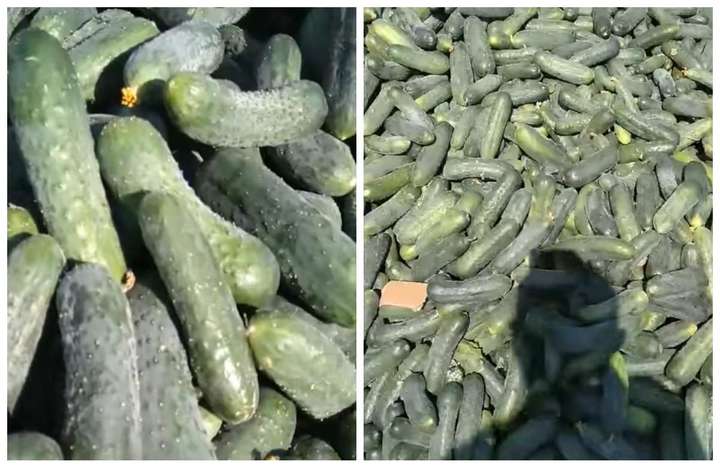 На Херсонщині фермери знищують урожай огірків (відео)