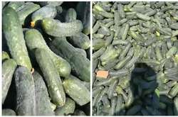 На Херсонщині фермери знищують урожай огірків (відео)