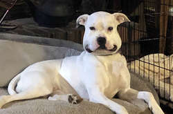 Курьезные фото домашних питомцев, которым срочно потребовалось развеселить своих хозяев