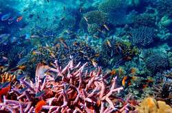 Уряд Таїланду прагне захистити свої корали від індустрії туризму